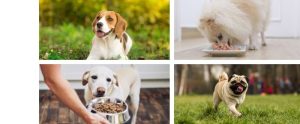 best dry dog food for small dogs with sensitive stomachs