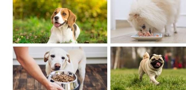 best dry dog food for small dogs with sensitive stomachs