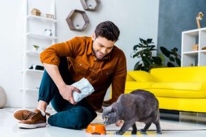 Best Cat Food For Indoor Cats With Sensitive Stomachs